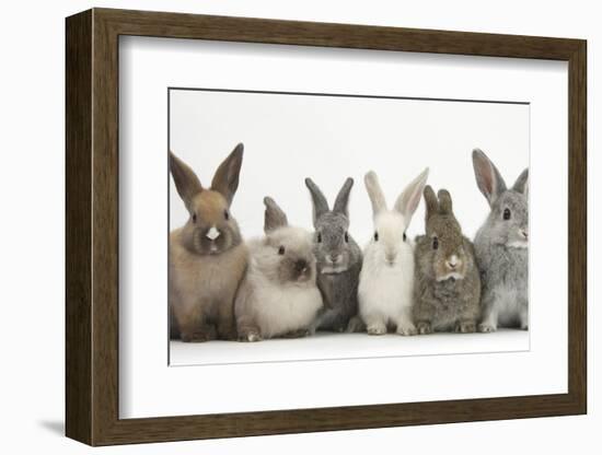 Six Baby Rabbits in Line-Mark Taylor-Framed Photographic Print