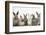 Six Baby Rabbits in Line-Mark Taylor-Framed Photographic Print