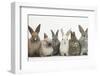 Six Baby Rabbits in Line-Mark Taylor-Framed Photographic Print