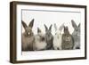 Six Baby Rabbits in Line-Mark Taylor-Framed Photographic Print