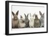 Six Baby Rabbits in Line-Mark Taylor-Framed Photographic Print