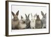 Six Baby Rabbits in Line-Mark Taylor-Framed Photographic Print