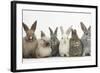 Six Baby Rabbits in Line-Mark Taylor-Framed Photographic Print