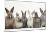 Six Baby Rabbits in Line-Mark Taylor-Mounted Photographic Print