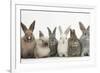 Six Baby Rabbits in Line-Mark Taylor-Framed Photographic Print