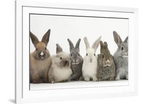 Six Baby Rabbits in Line-Mark Taylor-Framed Photographic Print