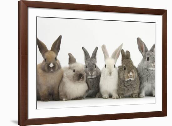 Six Baby Rabbits in Line-Mark Taylor-Framed Photographic Print