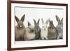 Six Baby Rabbits in Line-Mark Taylor-Framed Photographic Print