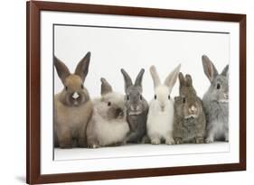 Six Baby Rabbits in Line-Mark Taylor-Framed Photographic Print