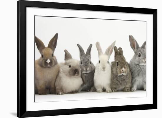 Six Baby Rabbits in Line-Mark Taylor-Framed Photographic Print