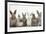 Six Baby Rabbits in Line-Mark Taylor-Framed Photographic Print