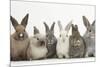 Six Baby Rabbits in Line-Mark Taylor-Mounted Photographic Print