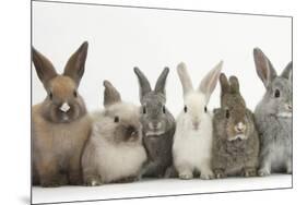 Six Baby Rabbits in Line-Mark Taylor-Mounted Photographic Print