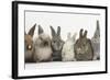 Six Baby Rabbits in Line-Mark Taylor-Framed Photographic Print