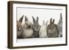 Six Baby Rabbits in Line-Mark Taylor-Framed Photographic Print