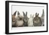 Six Baby Rabbits in Line-Mark Taylor-Framed Photographic Print