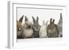 Six Baby Rabbits in Line-Mark Taylor-Framed Photographic Print