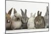 Six Baby Rabbits in Line-Mark Taylor-Mounted Photographic Print