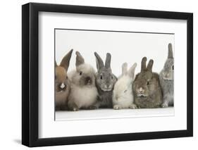 Six Baby Rabbits in Line-Mark Taylor-Framed Photographic Print