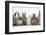 Six Baby Rabbits in Line-Mark Taylor-Framed Photographic Print