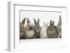 Six Baby Rabbits in Line-Mark Taylor-Framed Photographic Print