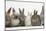Six Baby Rabbits in Line-Mark Taylor-Mounted Photographic Print