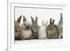 Six Baby Rabbits in Line-Mark Taylor-Framed Photographic Print