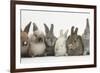 Six Baby Rabbits in Line-Mark Taylor-Framed Photographic Print