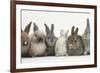 Six Baby Rabbits in Line-Mark Taylor-Framed Photographic Print