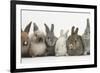 Six Baby Rabbits in Line-Mark Taylor-Framed Photographic Print