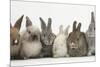 Six Baby Rabbits in Line-Mark Taylor-Mounted Photographic Print