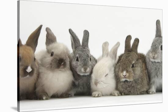 Six Baby Rabbits in Line-Mark Taylor-Stretched Canvas