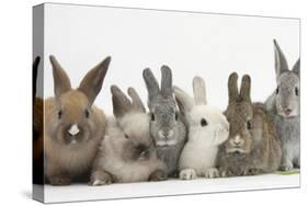 Six Baby Rabbits-Mark Taylor-Stretched Canvas