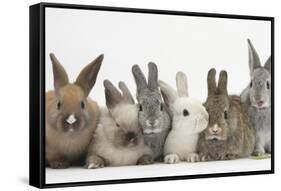 Six Baby Rabbits-Mark Taylor-Framed Stretched Canvas