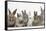 Six Baby Rabbits-Mark Taylor-Framed Stretched Canvas