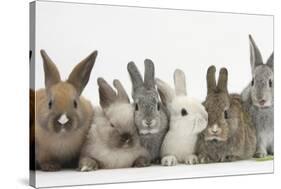Six Baby Rabbits-Mark Taylor-Stretched Canvas