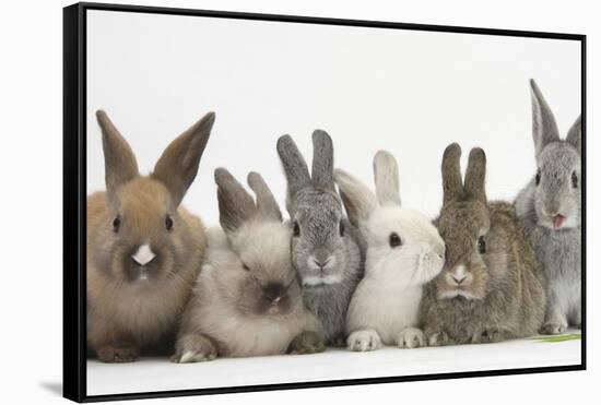 Six Baby Rabbits-Mark Taylor-Framed Stretched Canvas