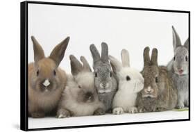 Six Baby Rabbits-Mark Taylor-Framed Stretched Canvas