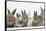 Six Baby Rabbits-Mark Taylor-Framed Stretched Canvas