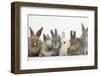 Six Baby Rabbits-Mark Taylor-Framed Premium Photographic Print