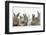 Six Baby Rabbits-Mark Taylor-Framed Premium Photographic Print