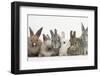 Six Baby Rabbits-Mark Taylor-Framed Premium Photographic Print