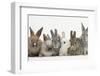 Six Baby Rabbits-Mark Taylor-Framed Premium Photographic Print