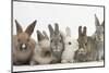 Six Baby Rabbits-Mark Taylor-Mounted Premium Photographic Print