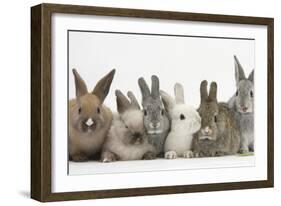 Six Baby Rabbits-Mark Taylor-Framed Photographic Print