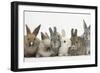 Six Baby Rabbits-Mark Taylor-Framed Photographic Print