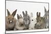 Six Baby Rabbits-Mark Taylor-Mounted Photographic Print