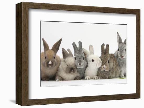 Six Baby Rabbits-Mark Taylor-Framed Photographic Print