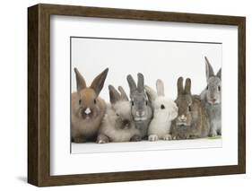 Six Baby Rabbits-Mark Taylor-Framed Photographic Print