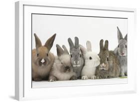 Six Baby Rabbits-Mark Taylor-Framed Photographic Print